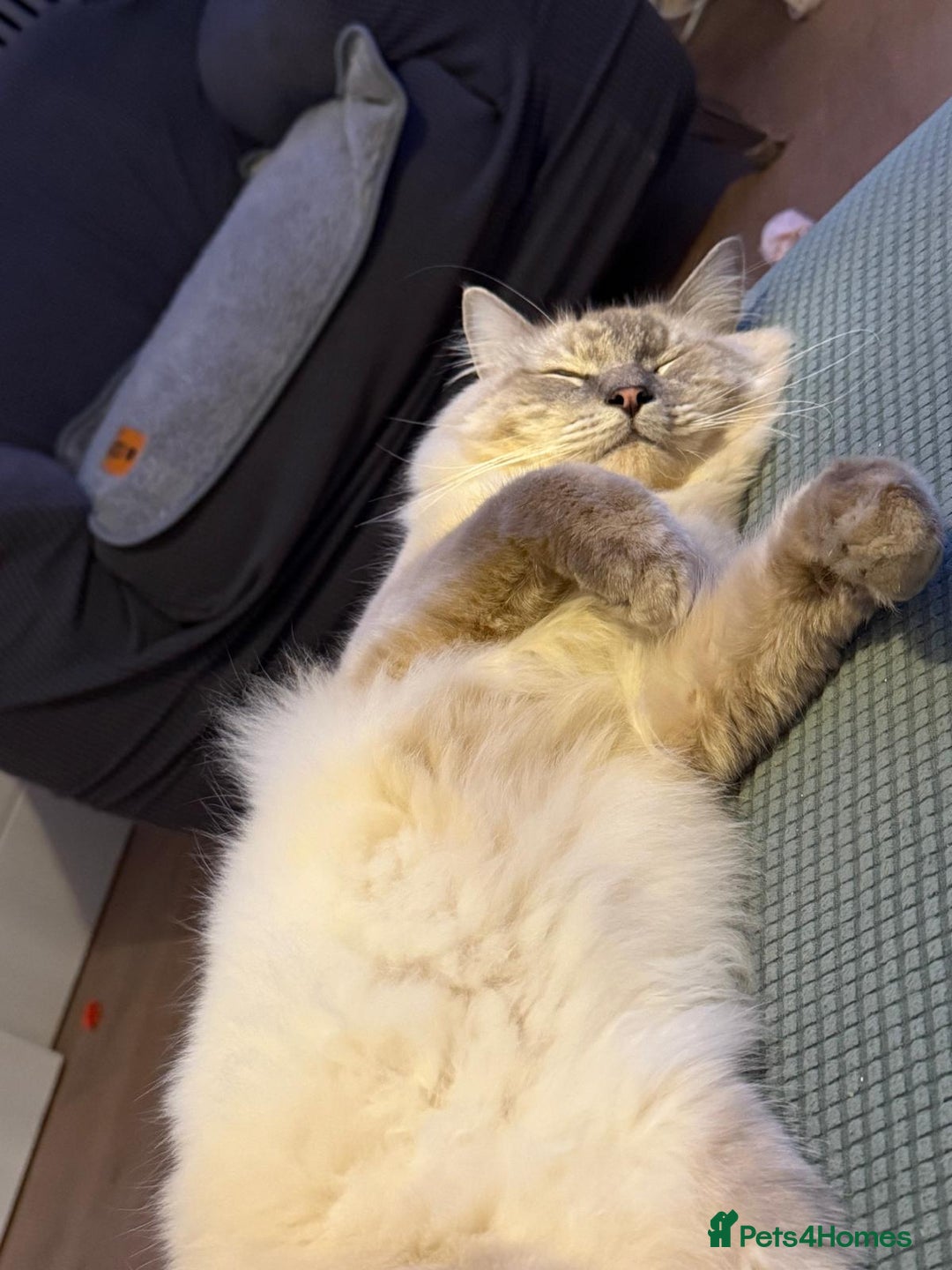 Ragdoll cats for sale: Meet casper - Image 1