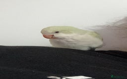 Parrots birds for sale: Hand reared talking and tame Quaker parrot  - Image 1