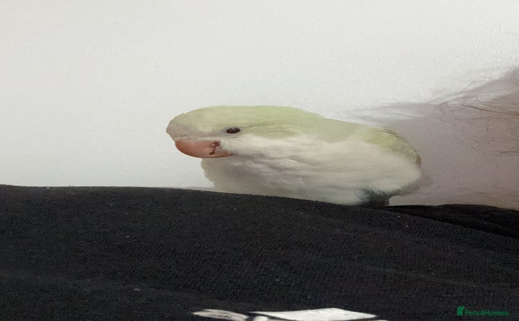 Parrots birds - Advert 5