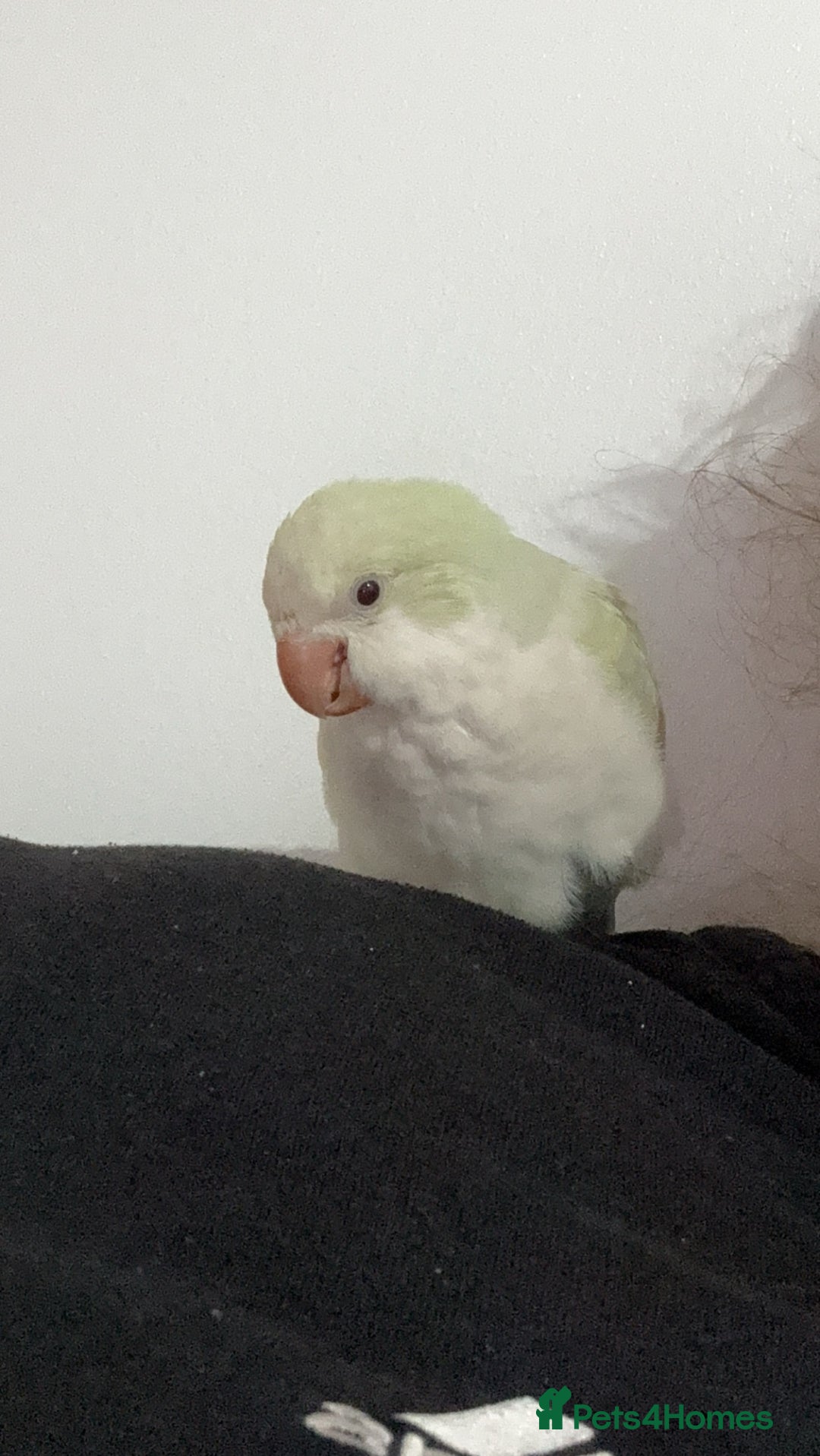 Parrots birds for sale: Hand reared talking and tame Quaker parrot  - Image 1