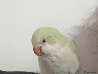 Parrots birds - Advert 2