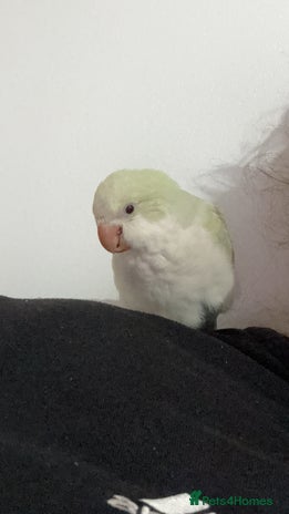 Parrots birds - Advert 5