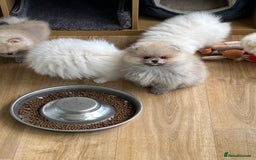 Pomeranian dogs for sale: Amazing Pom Puppies from Five Star breeder.  - Image 10