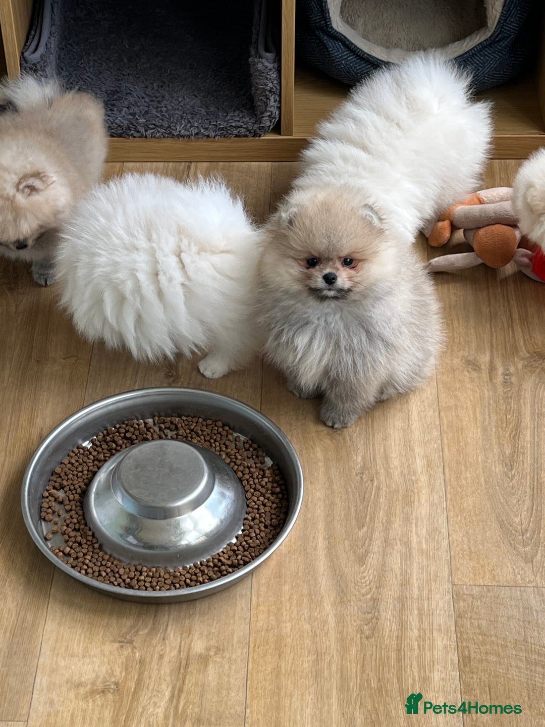 Pomeranian dogs for sale: Amazing Pom Puppies from Five Star breeder.  - Image 10