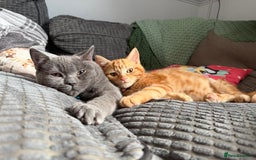 British Shorthair cats for sale: Two Beautiful Kiitens - blue sh & ginger tabby  - Image 5