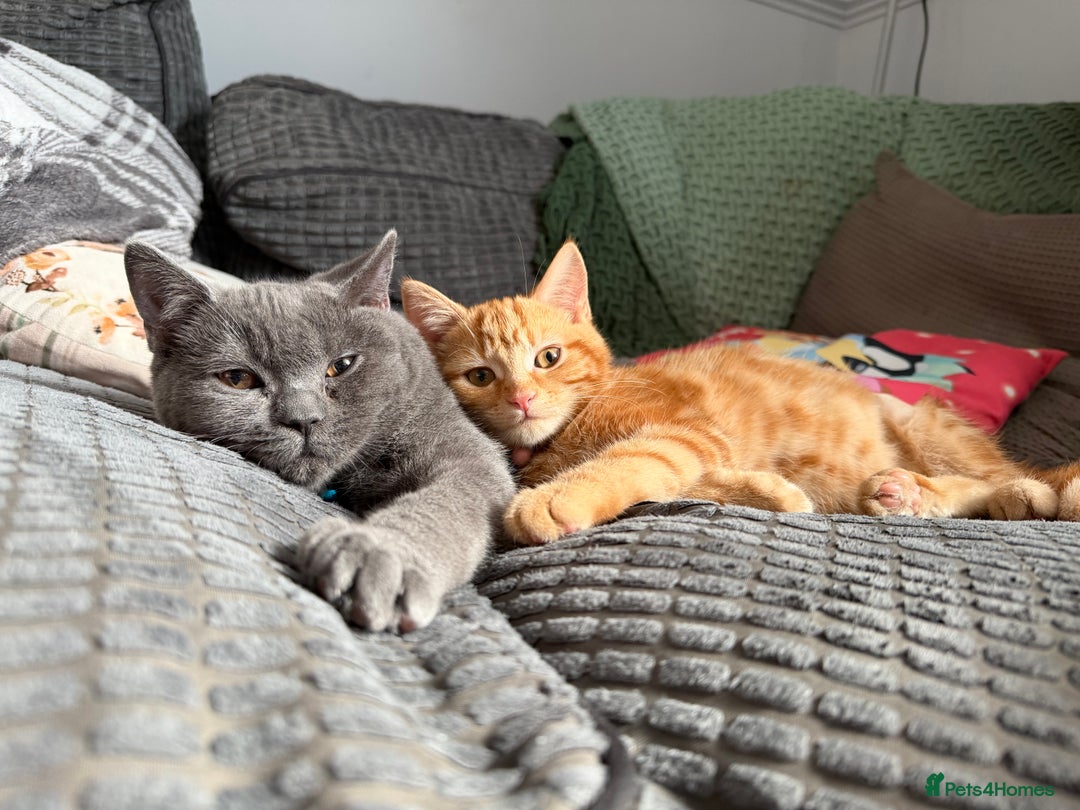 British Shorthair cats for sale: Two Beautiful Kiitens - blue sh & ginger tabby  - Image 5