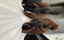 Flat coated Retriever dogs for sale: FLATCOATED RETRIEVER PUPPYS  - Image 1