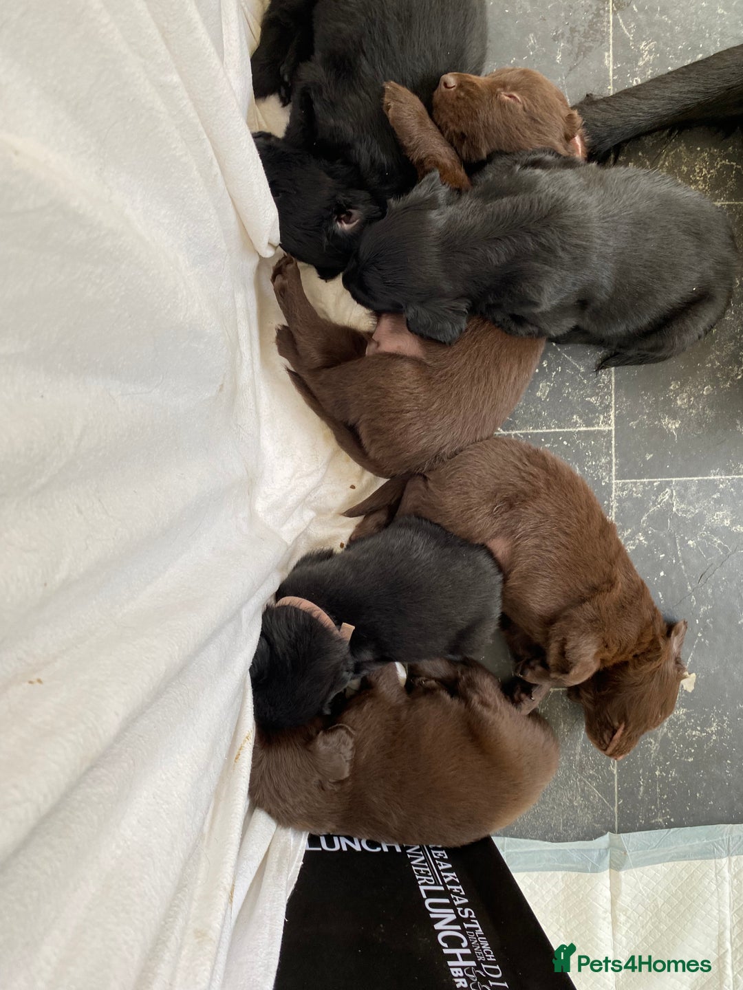 Flat coated Retriever dogs for sale: FLATCOATED RETRIEVER PUPPYS  - Image 1