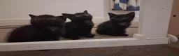Mixed Breed cats for sale: 4 adorable baby boys - Advert 3