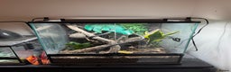 Gecko reptiles for sale: Crested Gecko with full set up - Advert 4