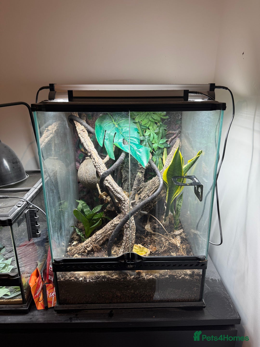 Gecko reptiles for sale: Crested Gecko with full set up - Advert 4