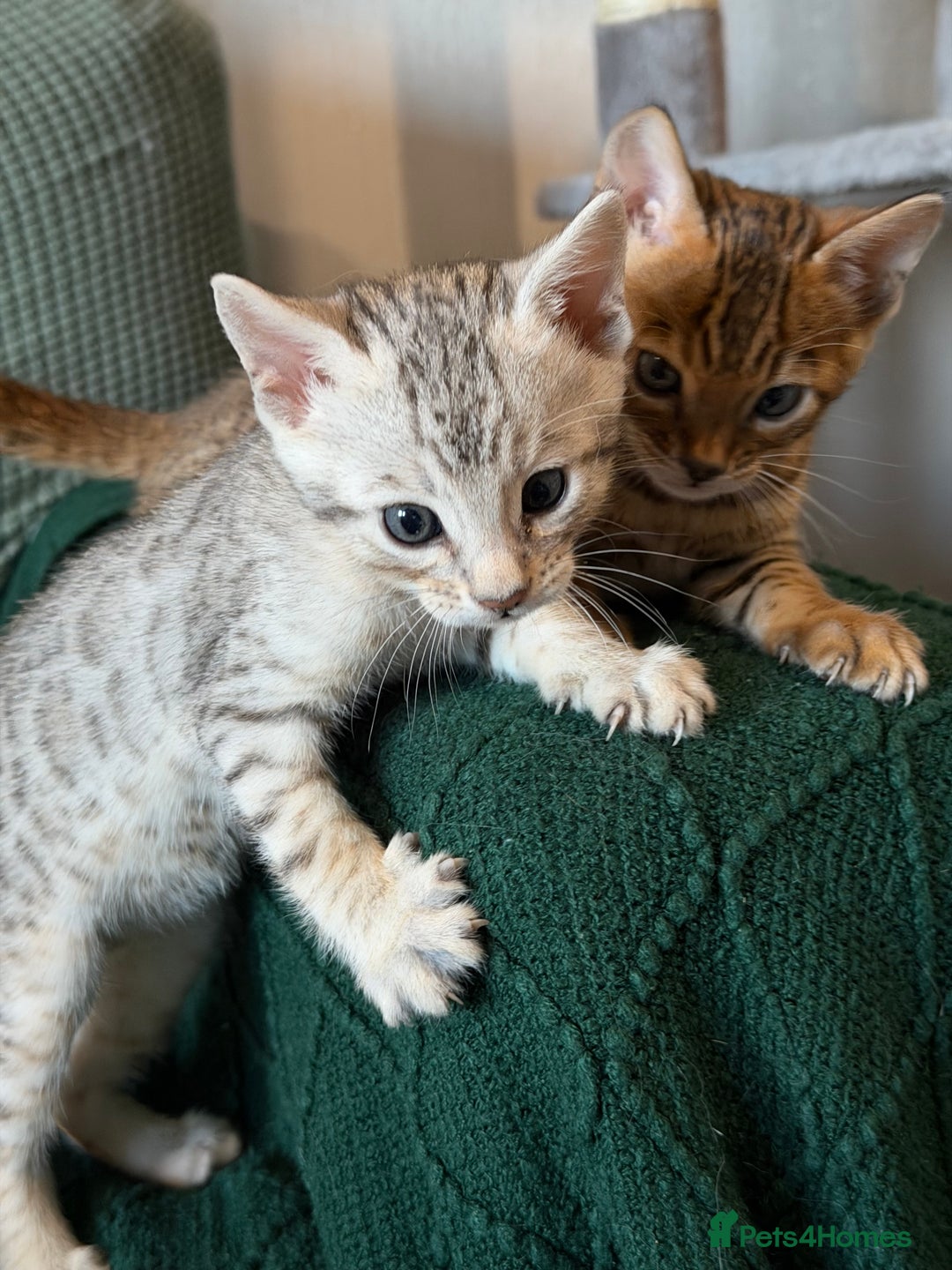 Bengal cats for sale: Bengal kitten. ONLY 2 left - Advert 19