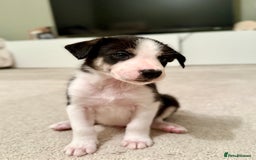 Border Collie dogs for sale: Litter of 5 border collies for sale - Image 2
