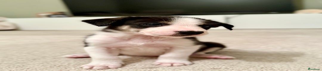 Border Collie Puppy 1