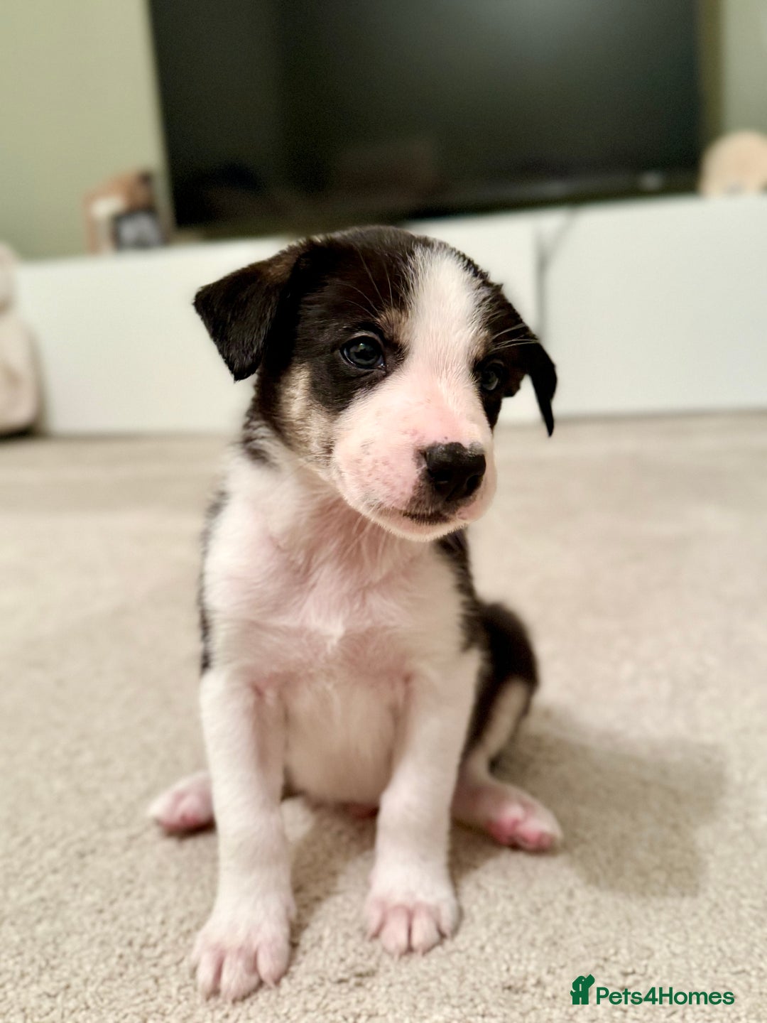 Border Collie dogs for sale: Litter of 5 border collies for sale - Image 2