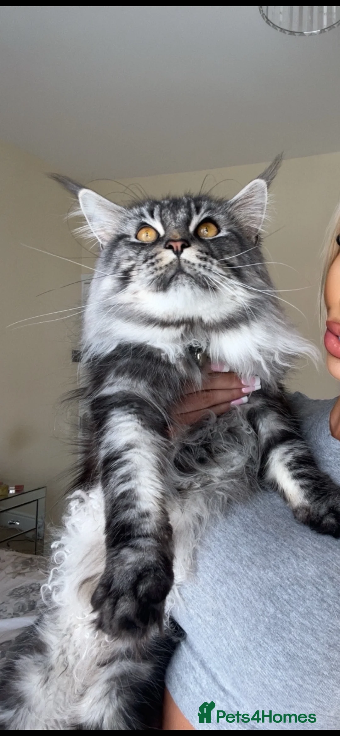 Maine Coon cats for stud: Beautiful main coon stud muffin in Smethwick - Advert 2