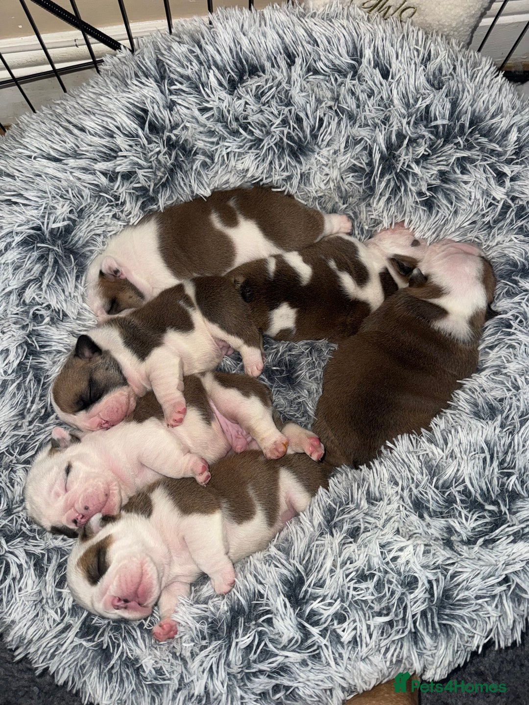 English Bulldog dogs for sale: Stunning English bulldog puppies  - Advert 8