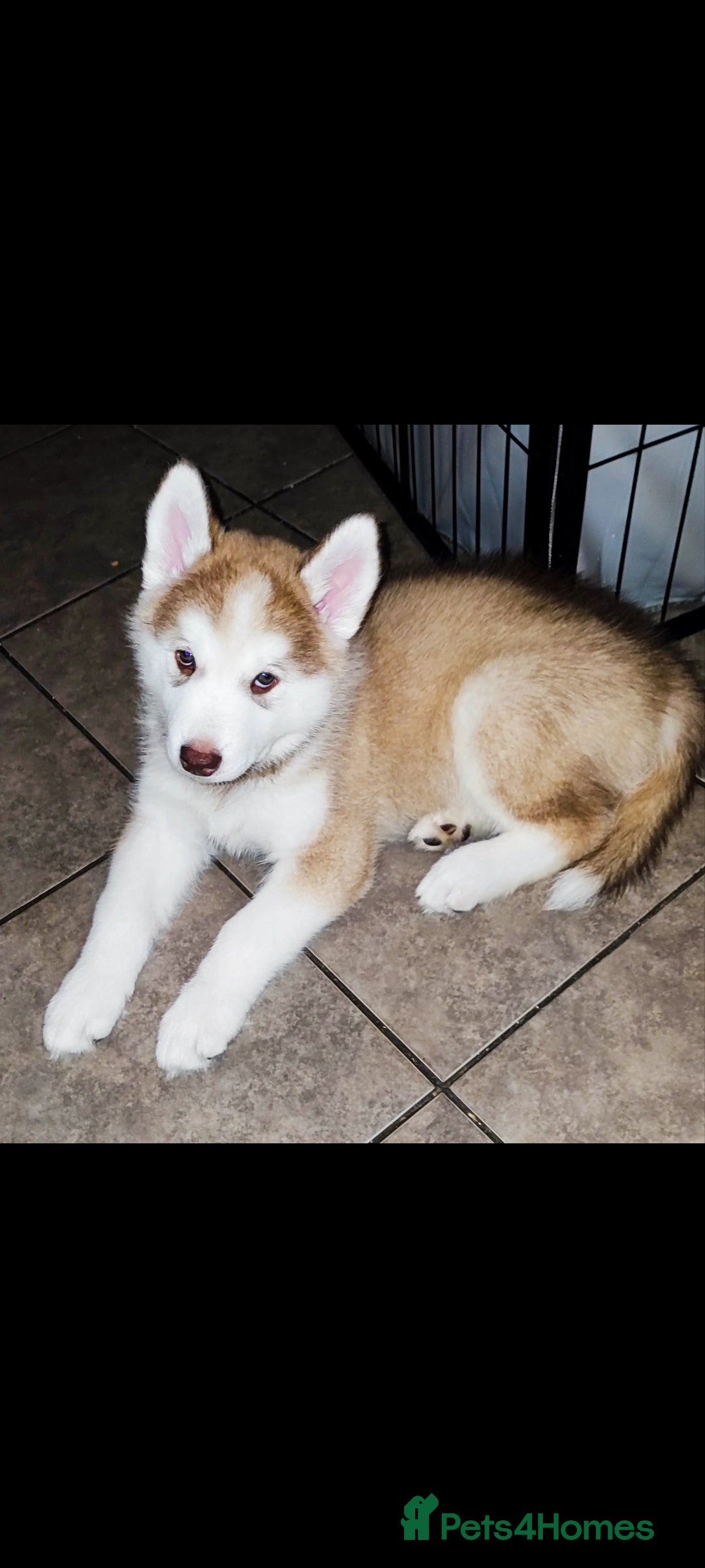Utonagan dogs for sale: Maliky/ huskymute puppies  - Advert 9