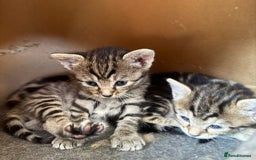 Bengal cats for sale: 2 female half bengal kittens - Image 2
