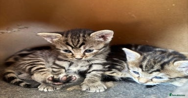 Bengal cats - Advert 10
