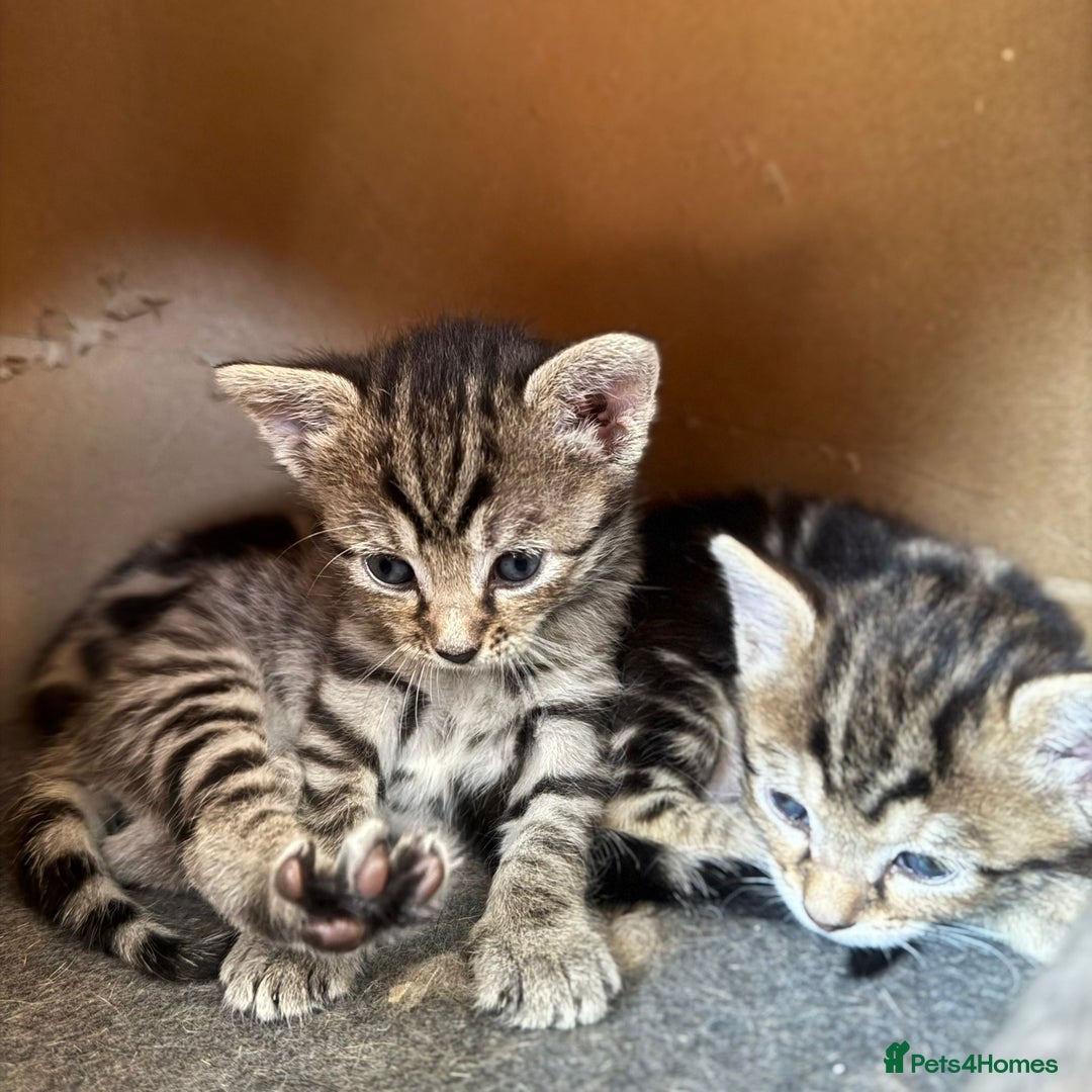Bengal cats for sale: 2 female half bengal kittens - Image 2