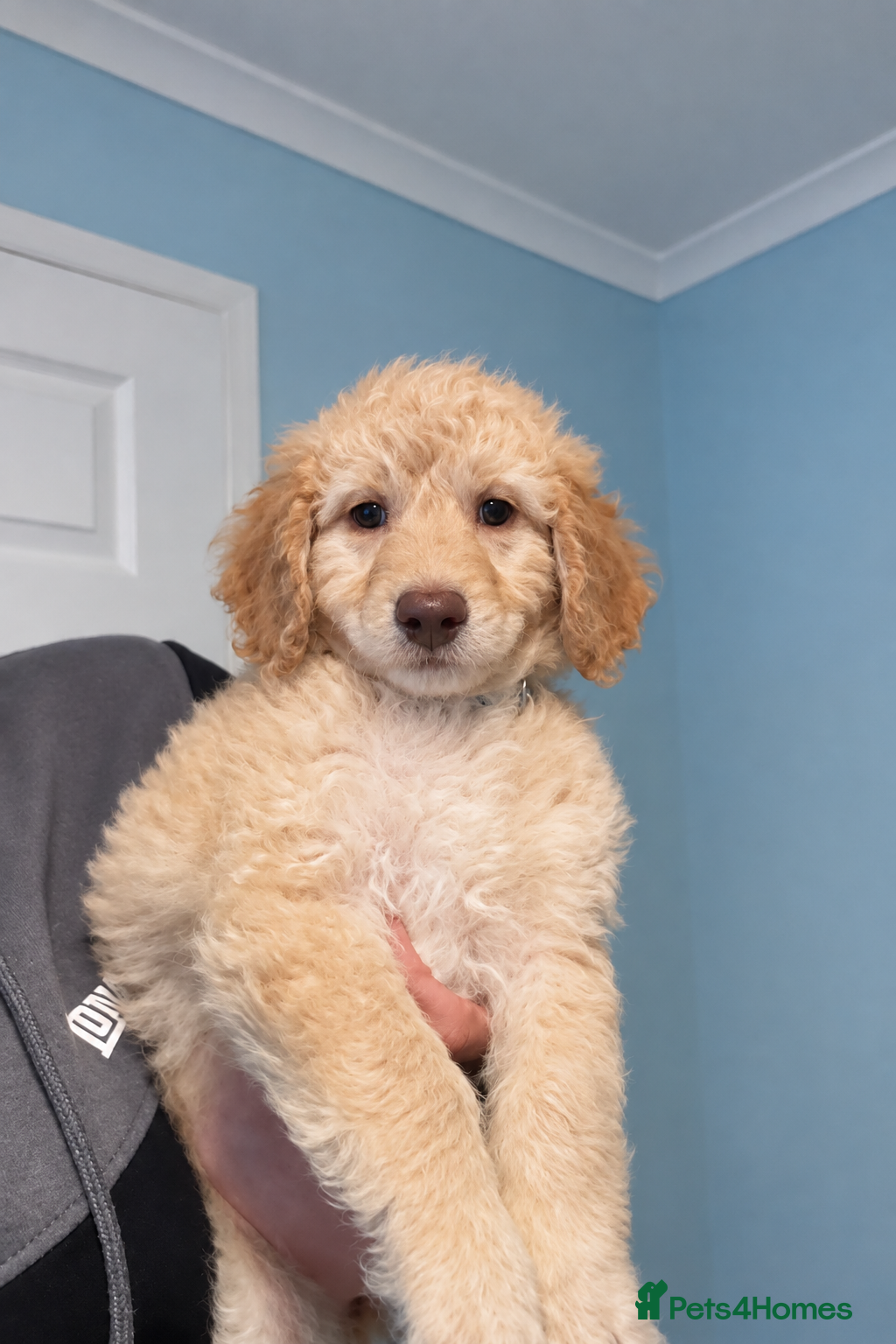 Mini Goldendoodle dogs MINI GOLDENDOODLE PUPPIES (last puppies available) - Advert 2
