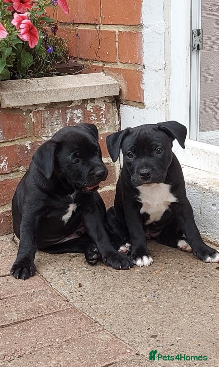 Mixed Breed dogs Staffordshire bull terrier cross American bulldog - Advert 16