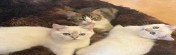 British Shorthair cats for sale:  BRITISH SHORT HAIR WHITE COLOR POINT - Advert 11