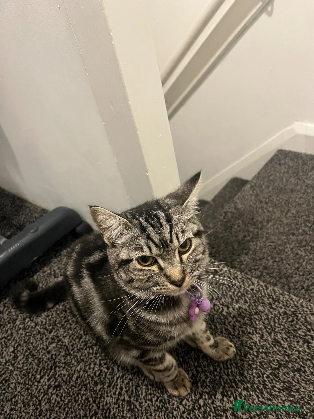 Mixed Breed cats for sale: Silver British short hair tabby  in Huddersfield - Advert 2