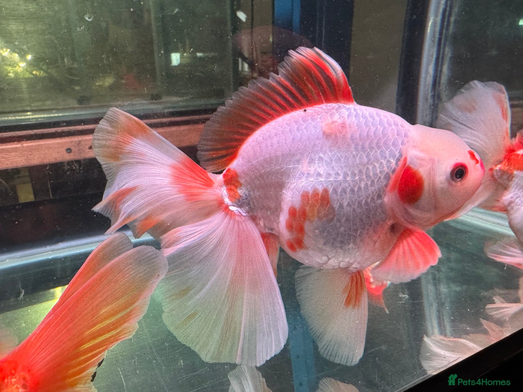 Fancy Goldfish fish for sale: Thai pleated goldfish - Image 11