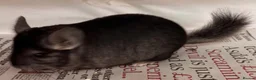 Chinchilla rodents for sale: Bobby, lovely Standard boy - Advert 7