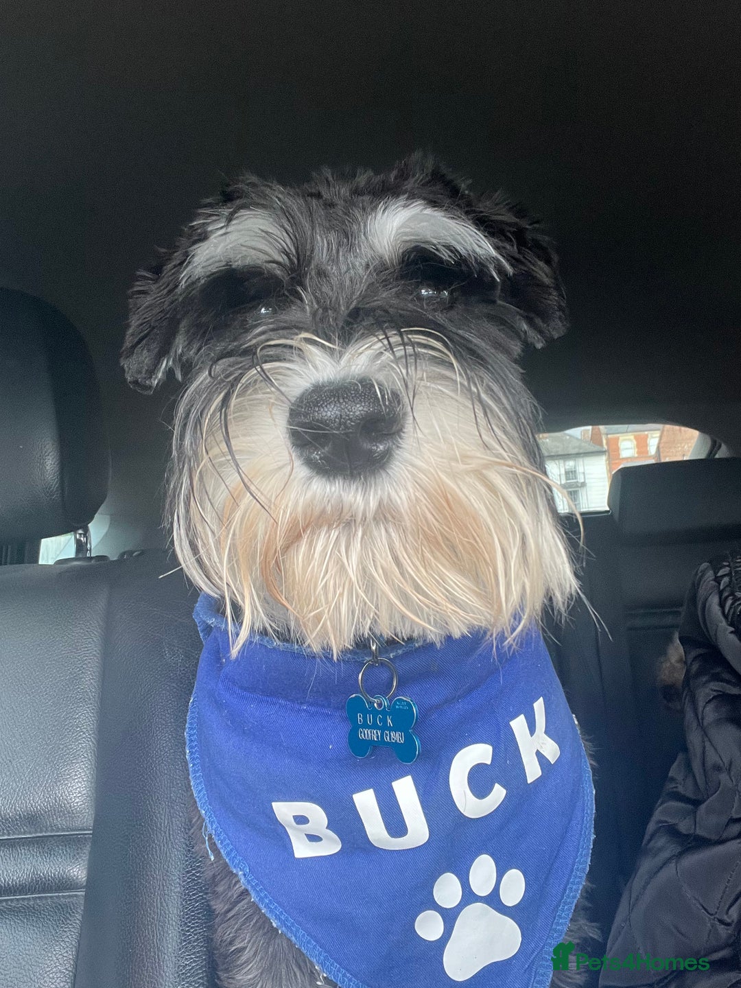 Miniature Schnauzer dogs for stud: 🐾🌟Miniature Schnauzer Stunning Stud 🌟🐾 - Advert 8