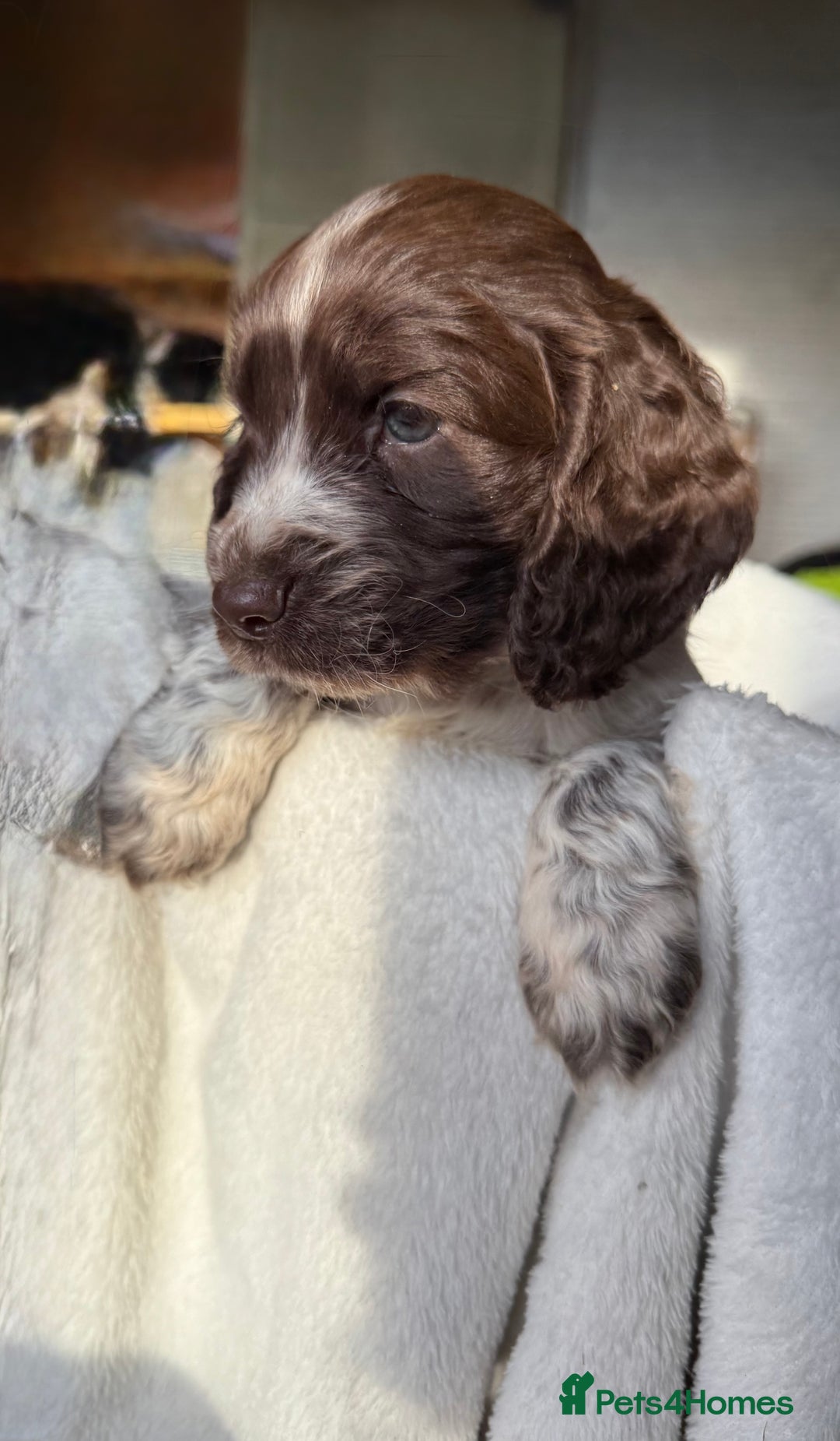 Sprocker dogs for sale: unbelievably marked sprockers 😍 - Image 3