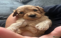 Cavapoo dogs for sale: Cavapoo - Image 2