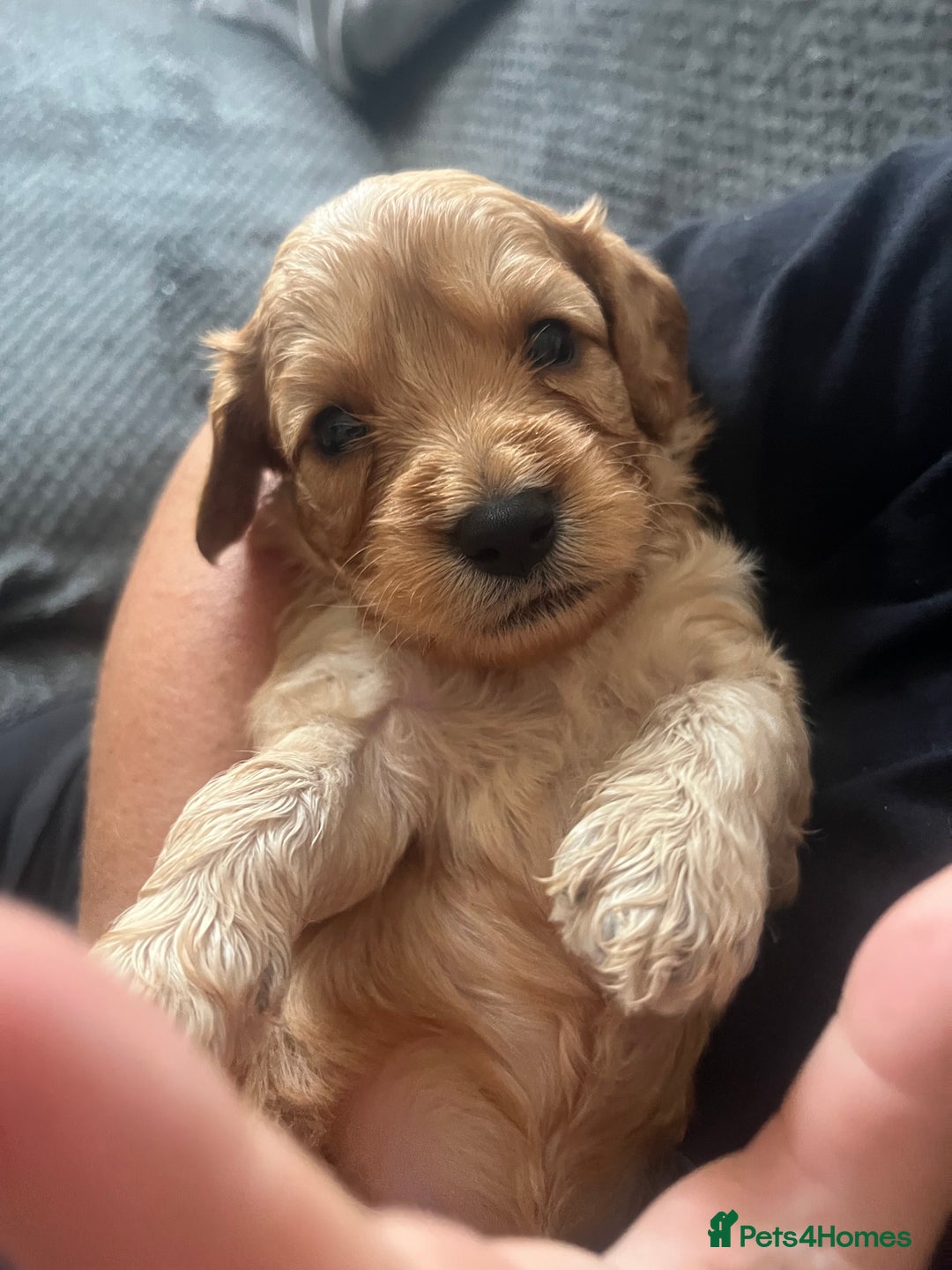 Cavapoo dogs for sale: Cavapoo - Image 2