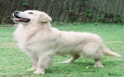 Golden Retriever dogs for stud: OUTSTANDING PEDIGREE EXCEPTIONALLY HEALTH TESTED in Doncaster - Image 4
