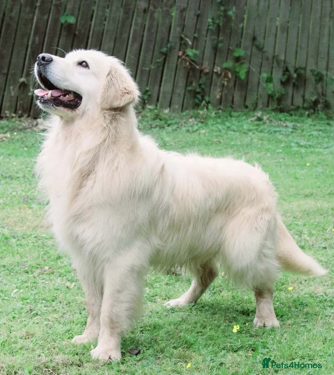 Golden Retriever dogs for stud: OUTSTANDING PEDIGREE EXCEPTIONALLY HEALTH TESTED in Doncaster - Advert 4