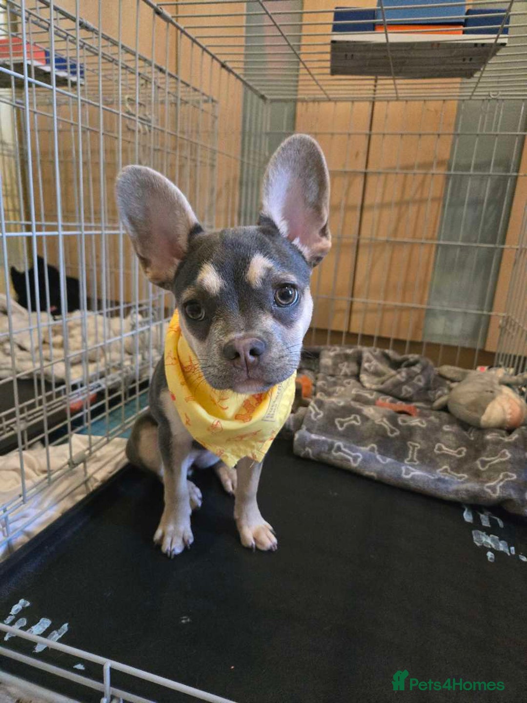 French Bulldog dogs for sale: Female 6 months old French bulldog - Image 3