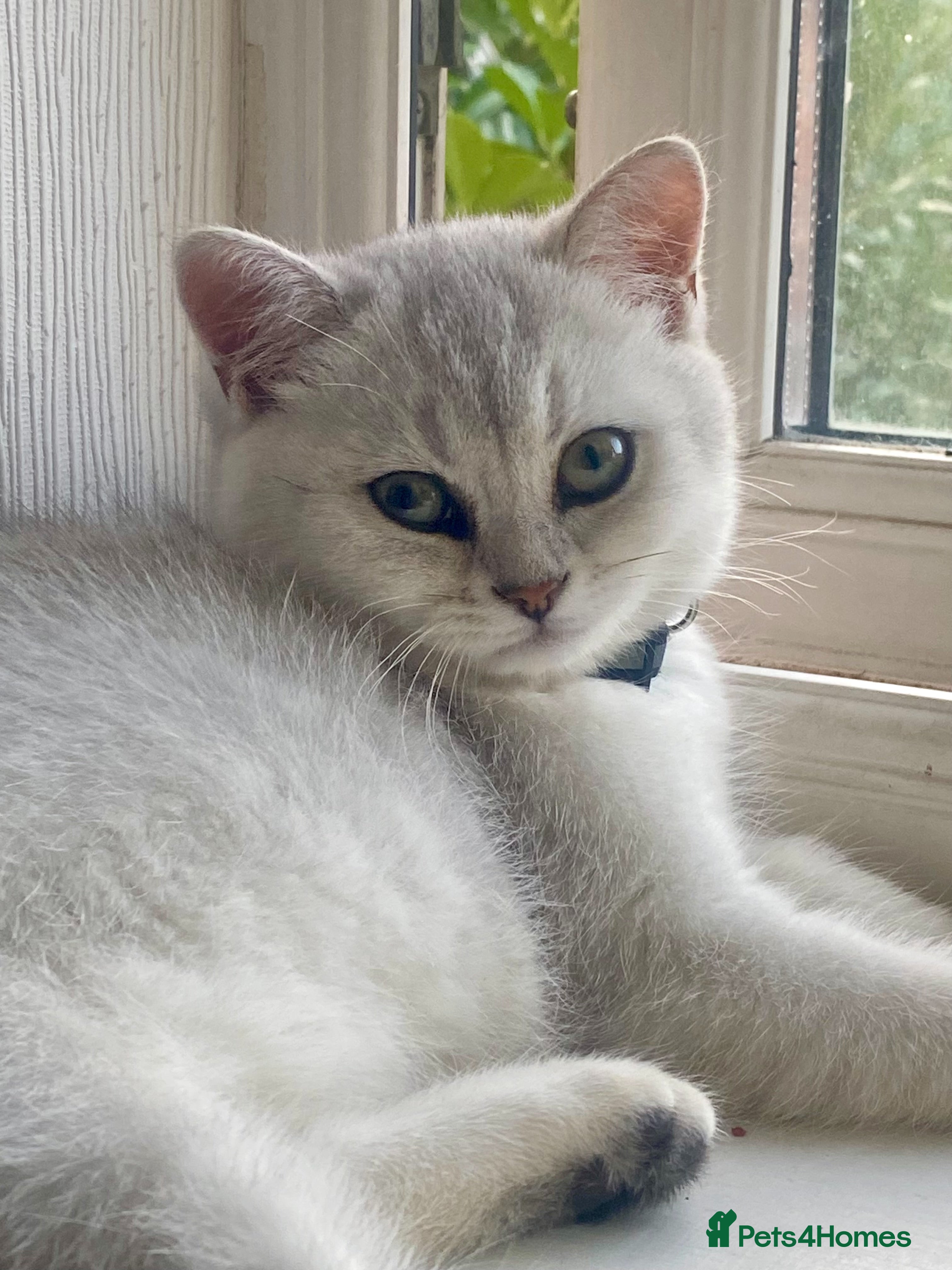 British Shorthair cats British Shorthair Golden & Silver Kittens  - Advert 2