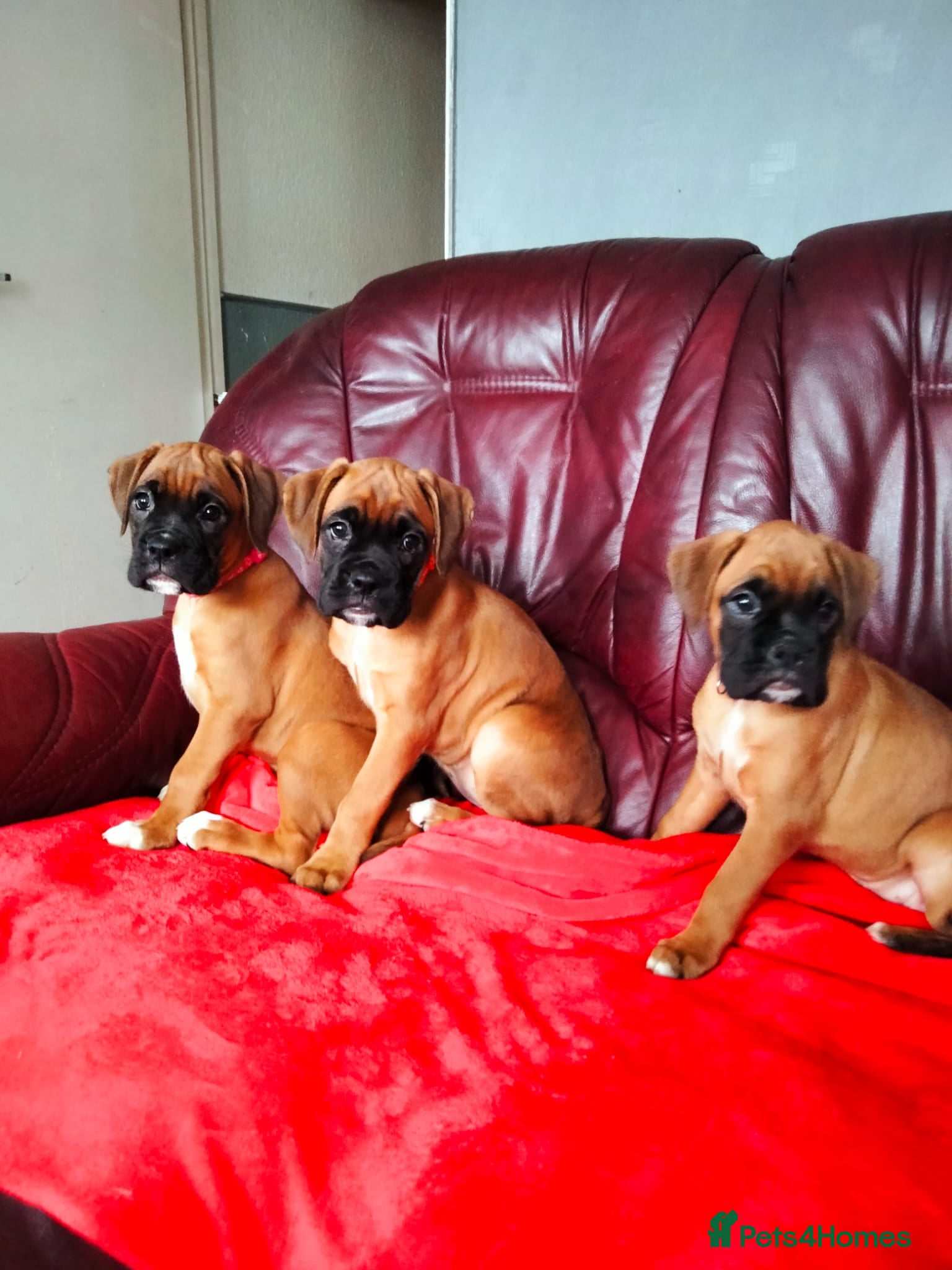 Boxer dogs Gorgeous Female Boxer Puppies Available... - Advert 2