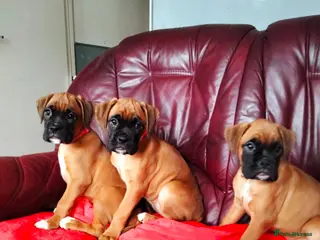 Boxer dogs Gorgeous Female Boxer Puppies Available... - Advert 1