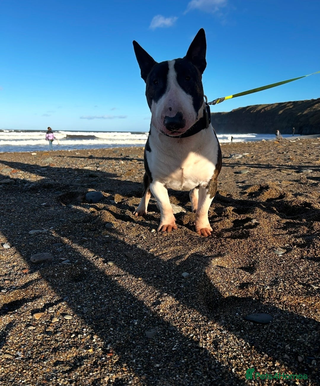 English Bull Terrier dogs for sale: Beautiful Bull Terrier looking for a new home  - Image 3