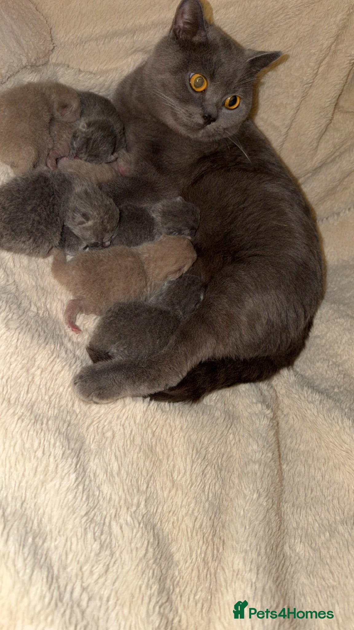 British Shorthair cats British short hair kittens, lilacs and blues - Advert 12
