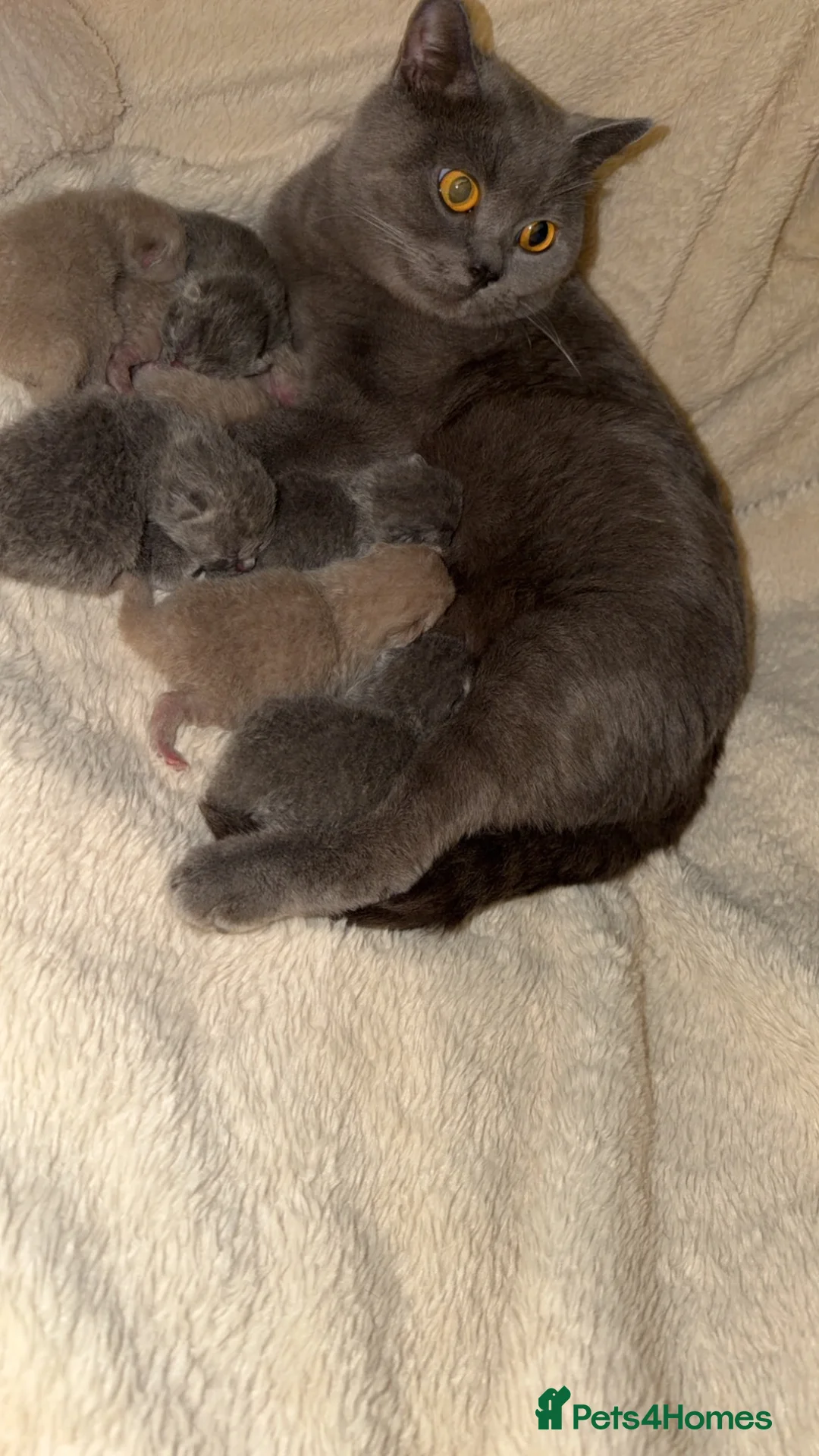 British Shorthair cats for sale: British short hair kittens, lilacs and blues in Dewsbury - Advert 1