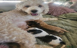 Cockapoo dogs for sale:  7 week old Cockapoos 2 girls ( both sold)  1 boy  - Image 14