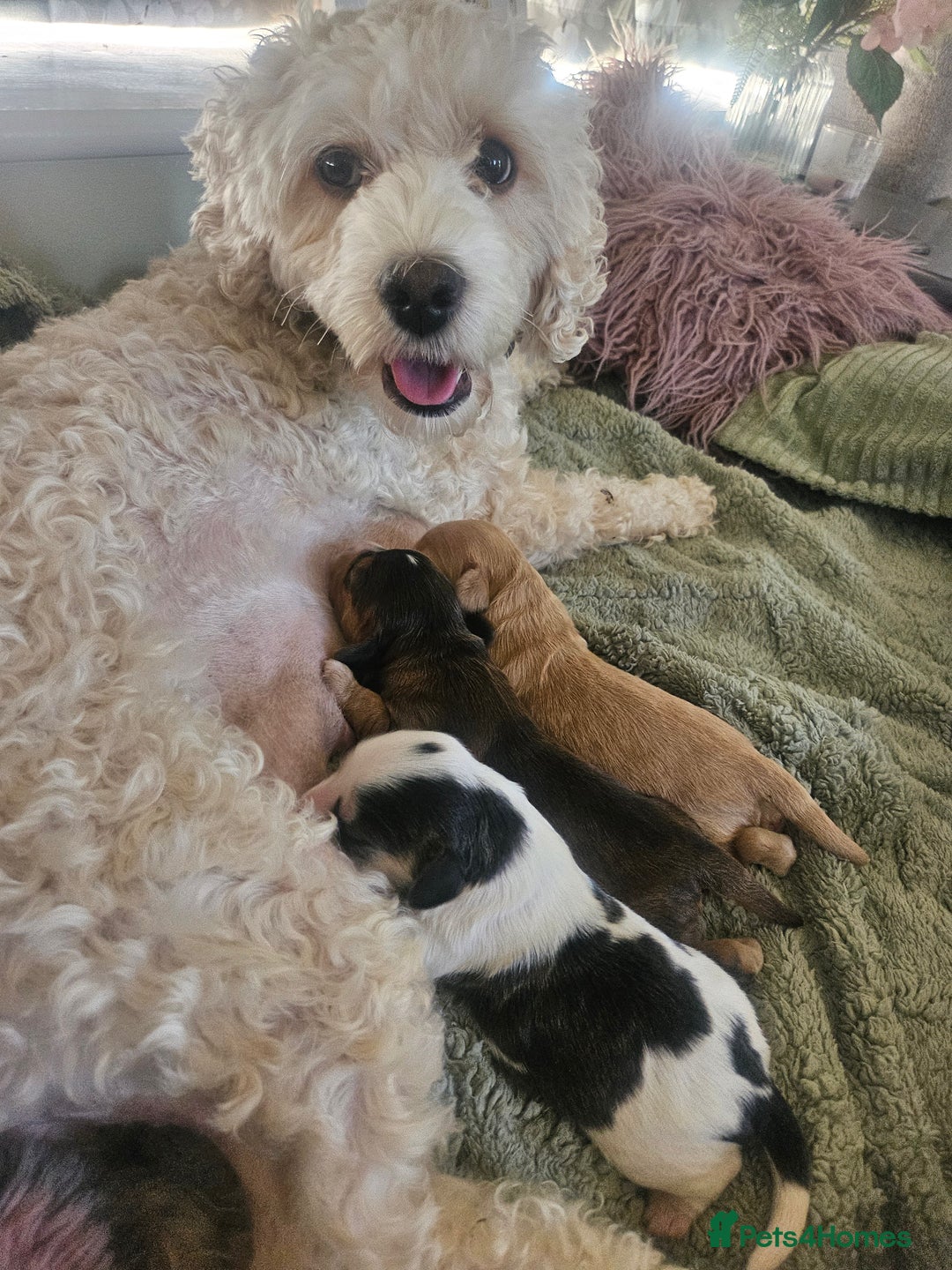 Cockapoo dogs for sale:  7 week old Cockapoos 2 girls ( both sold)  1 boy  - Image 14