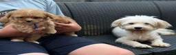 Maltipoo dogs for sale: Luxury Toy Maltipoo Boys - Advert 3