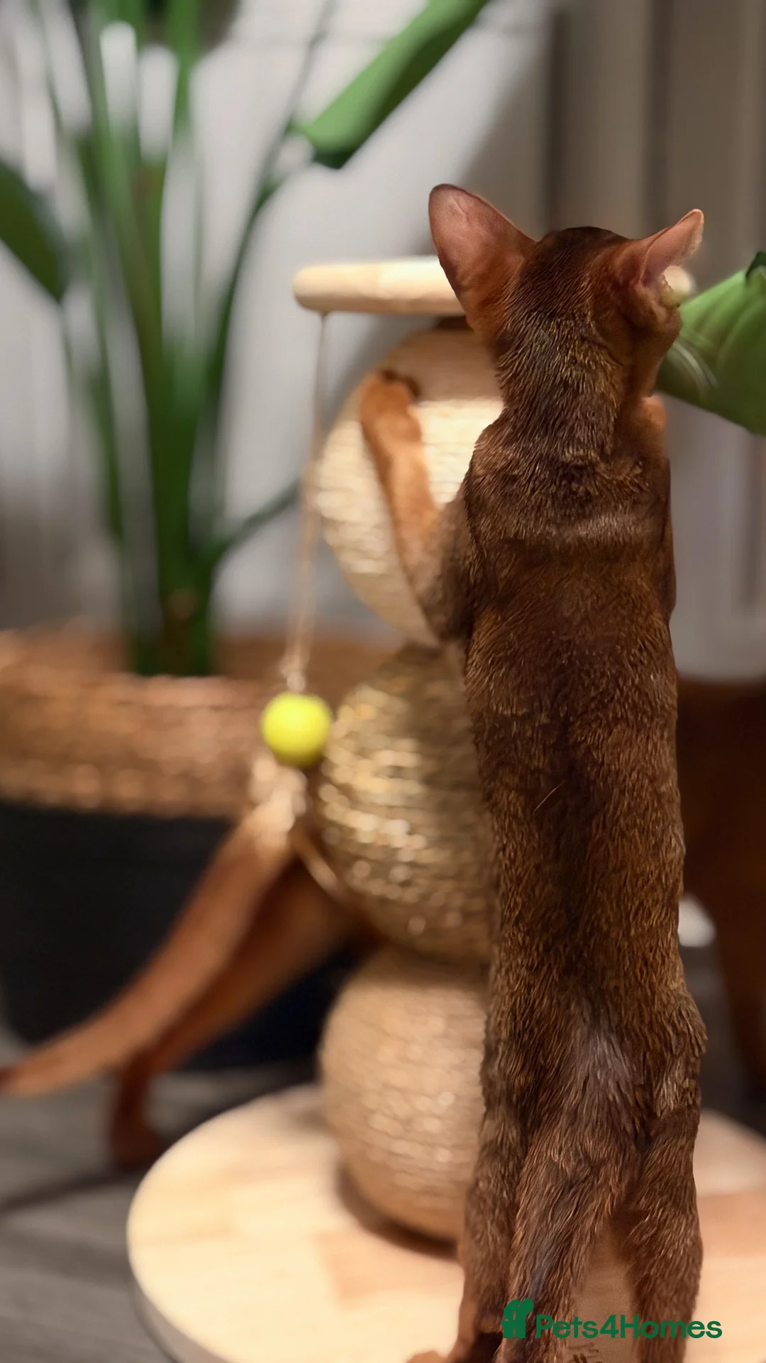 Abyssinian cats for sale: Champion Line Pedigree Abyssinian Kittens  - Advert 15