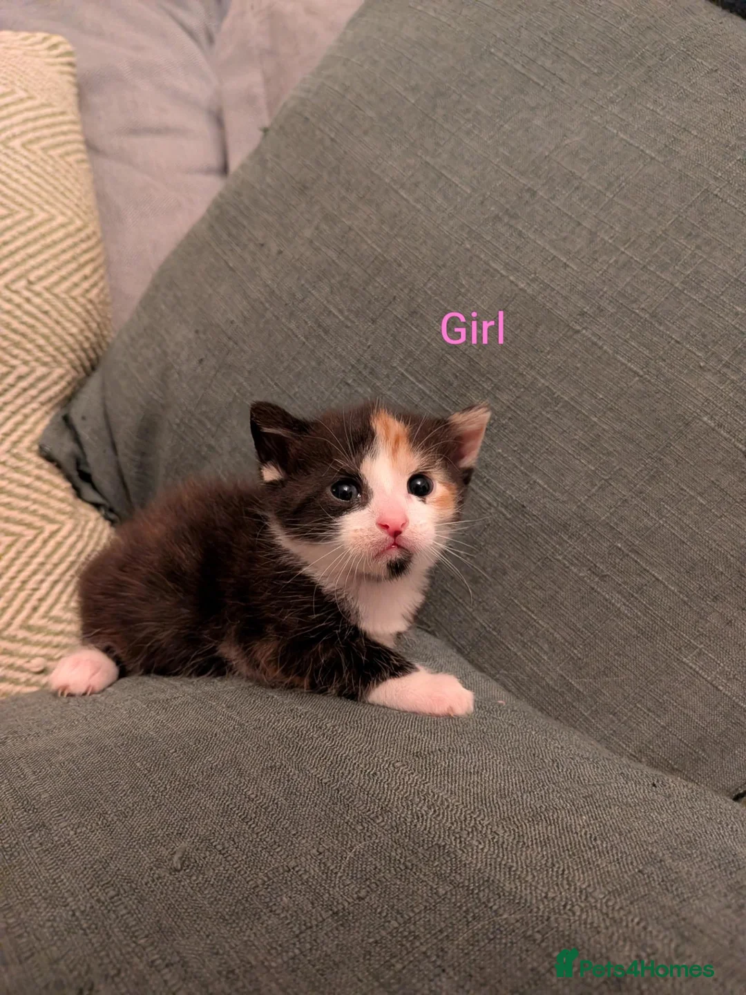 Mixed Breed cats for sale: 6 Gorgeous Kittens Looking for Their Forever Homes in Swansea - Advert 8