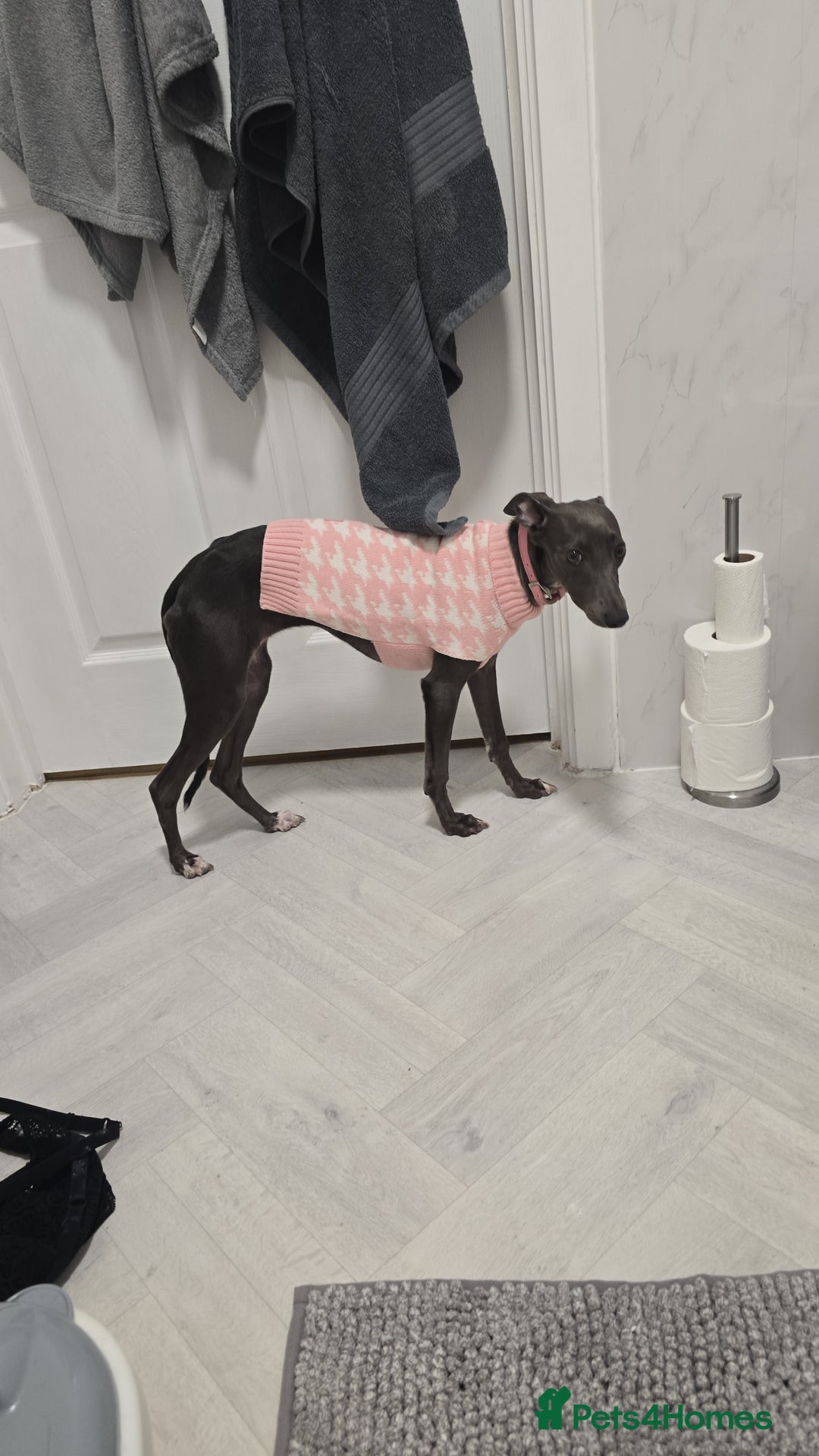 Whippet dogs for sale: Miss lady  - Advert 8